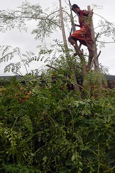 kalari moringa medicine